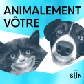 Pourquoi les félins vivent-ils dans la savane ? - Animalement vôtre - Saison 4, Ep 10